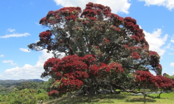 Pohutakawa Tree Auckland Day Tours