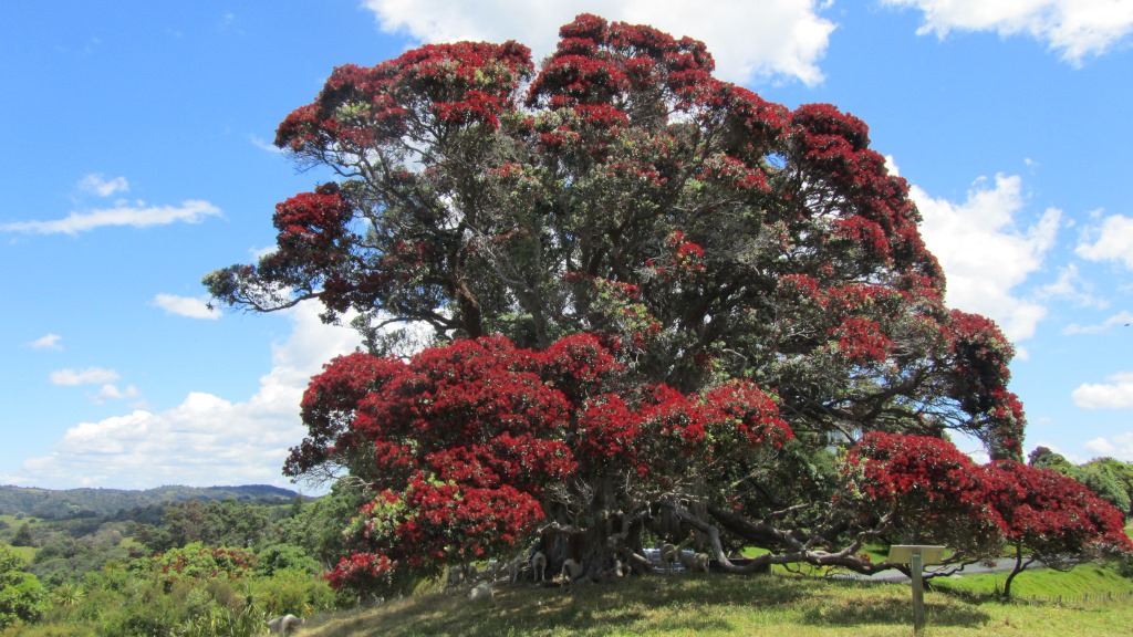 Pohutakawa Tree Auckland Day Tours