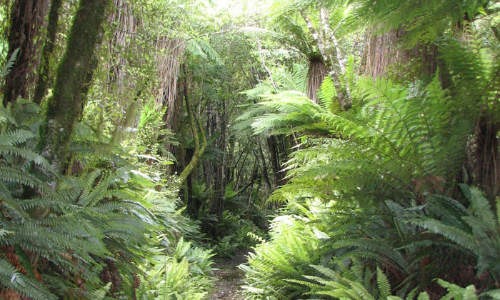 Tui Tours Parry Kauri Park Bush Trail
