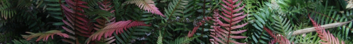 NZ Bush Ferns tui tours-NZ bush ferns