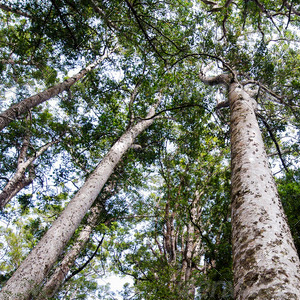 NZ Country Life Tour From Auckland