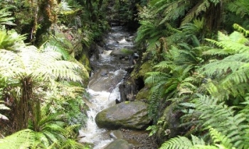 west-coast-beach-tour.jpg West Coast Beach Tour from Auckland