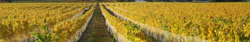 west-coast-wineries-auckland.jpg West Coast And Wineries Tours From Auckland