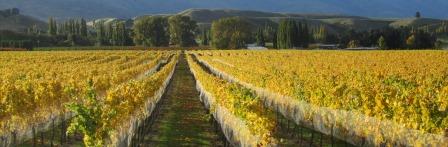 Autumn Vineyards